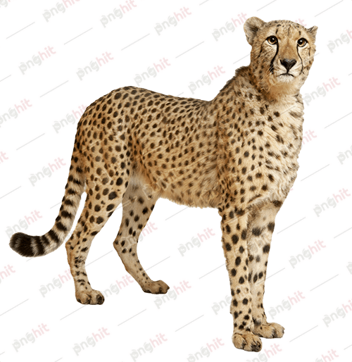 cheetah, hunting cat, hunting leopard png