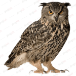 eurasian eagle owl, snowy owl, great horned owl bird ,owls