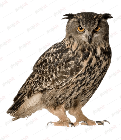 eurasian eagle owl, snowy owl, great horned owl bird ,owls