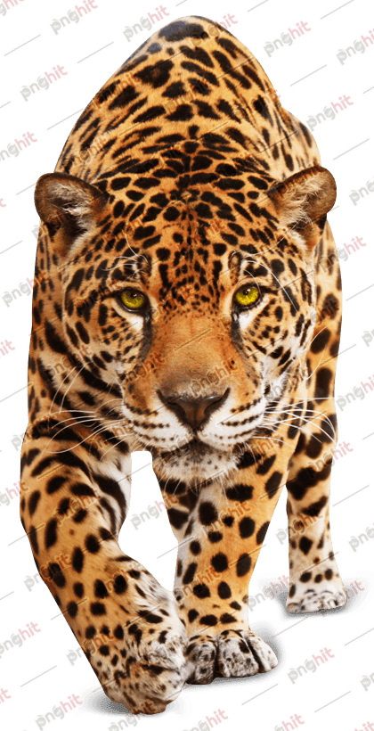 jaguar, leopard, cat png