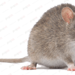 mouse, rat, house mouse, roden 2
