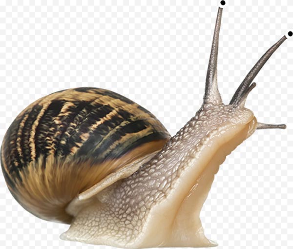 snail, escargot, winkle, helix, crawler, slug png