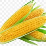 pnghit-corn-on-the-cob-sweet-corn-maize-baked-potato-1st-corn