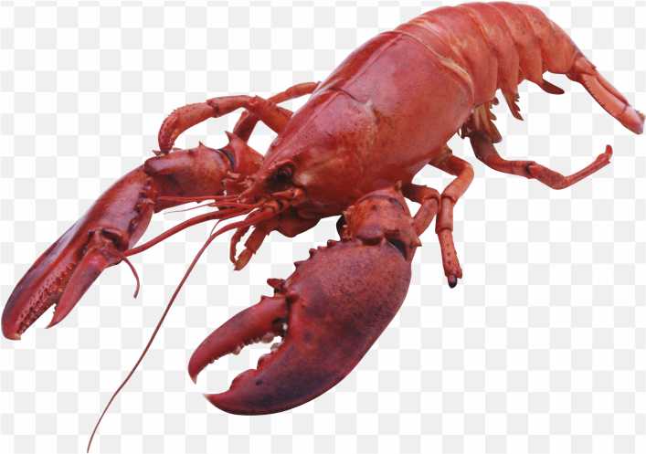 Lobster Png PNG