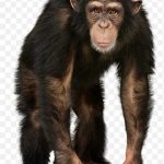 Monkey Chimp Chimpanzee PNG