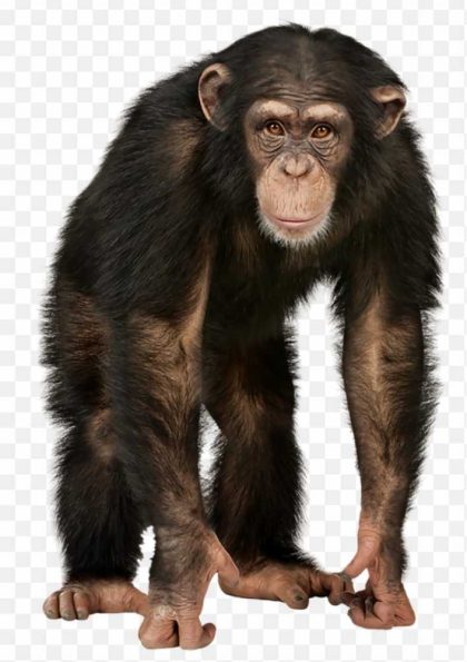 Monkey Chimp Chimpanzee PNG