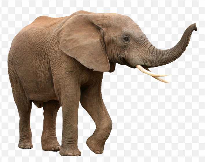 African Bush Elephant Asian Elephant African Fores Elephant PNG