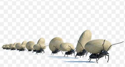 Ant Stock Photography Royalty Free A Move Stones Ants PNG