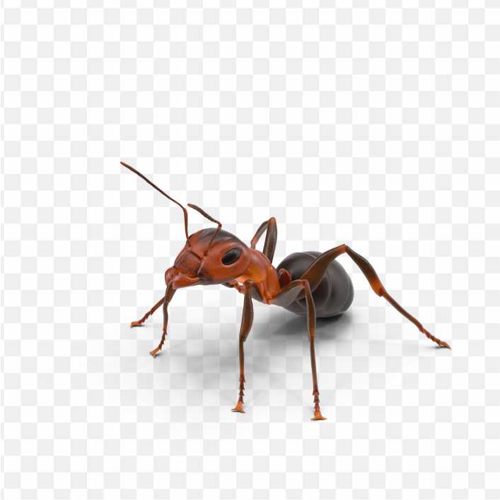 Ant Texas Insect Ants PNG
