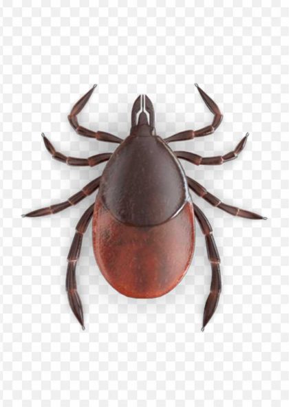 Bed Bug Bite Tick Vector Black Tick PNG