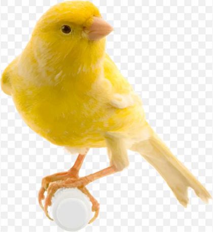 Bird Food Red Factor Canary Yellow Canary Finch Parrot PNG