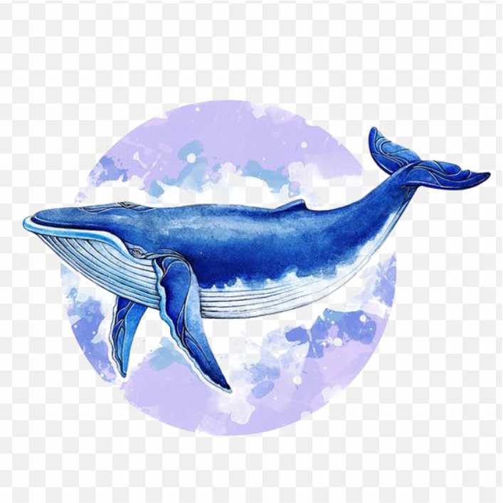 Blue Whale Baleen Whale Illustrator Illustration Watercolor Whale PNG
