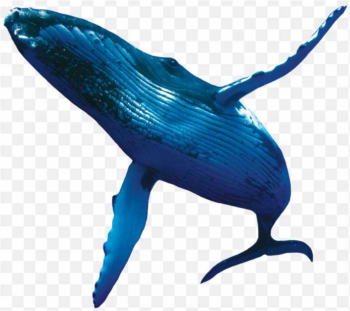 Blue Whale Humpback Whale Porpoise Whale PNG