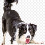Border Collie Puppy Cat Pet Veterinarian Dogs PNG