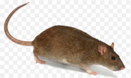 Brown Rat Rodent Mouse Trapping Rat Png Transparent Image PNG