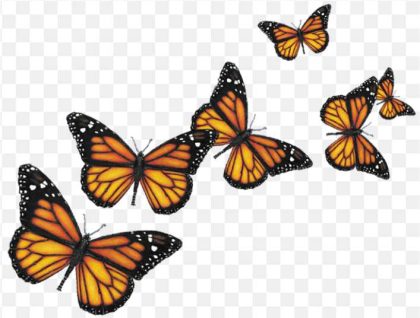 Butterfly Insect Computer Icons Butterflies Png PNG