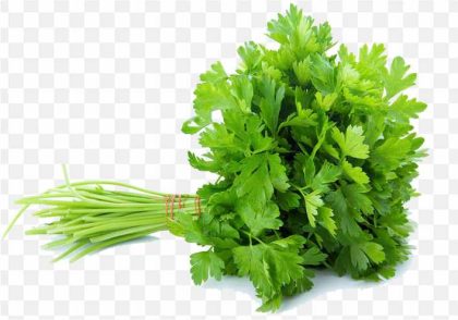 pnghit-celery-vegetable-parsley-coriander-herb-parsely PNG