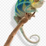 Chameleons Incredible Journeys Amazing Animal Mig Chamaeleon PNG