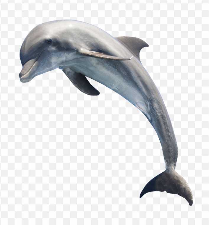 Common Bottlenose Dolphin Whale Dolphin PNG