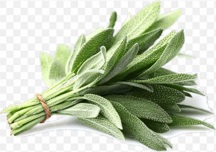 pnghit-common-sage-herb-plant-parsley-spice-herb