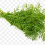 pnghit-dill-herb-vegetable-seed-salad-chrysanthemum-ingredients