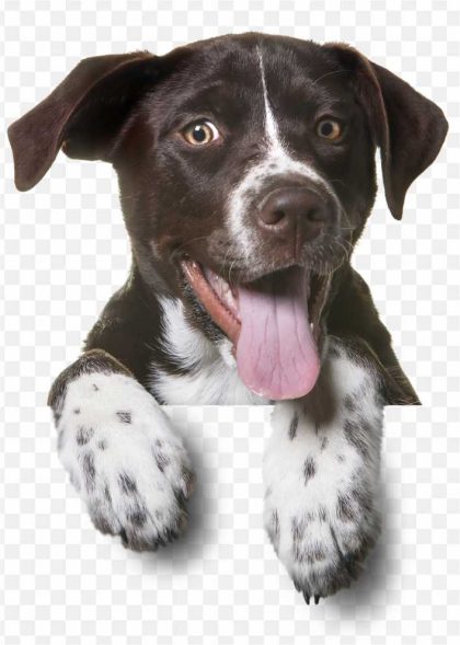 Dog Puppy Pet Sitting Dogs PNG