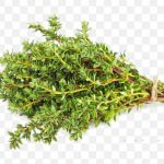 Dried Thyme Herb Spice Vegetable Thyme St Maarten Argriculture PNG