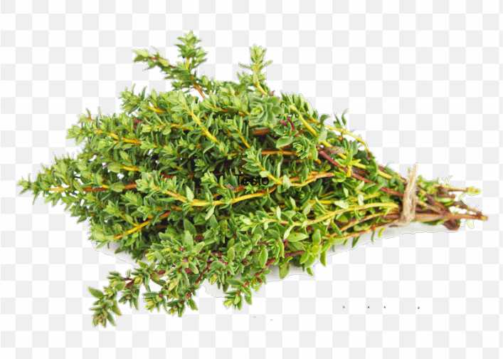 Dried Thyme Herb Spice Vegetable Thyme St Maarten Argriculture PNG