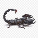 Emperor Scorpion Tail Poison Black Scorpion PNG