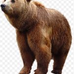 Grizzly Bear Bears PNG
