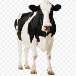 Holstein Friesian Cattle Gyr Cattle Milk Dairy Cat Cow PNG