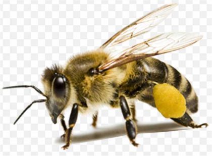 Honey Bee Insect Ant Honey Bee PNG