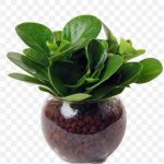 pnghit-leaf-hydroponics-plant-bonsai-flowerpot-hydroponic-plants