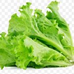 pnghit-lettuce-sandwich-butterhead-lettuce-vegetable-sala-lettuce