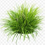 pnghit-lily-turf-groundcover-garden-liriope-spicata-grape-finish-spreading-flowers moss, greenery, plant png