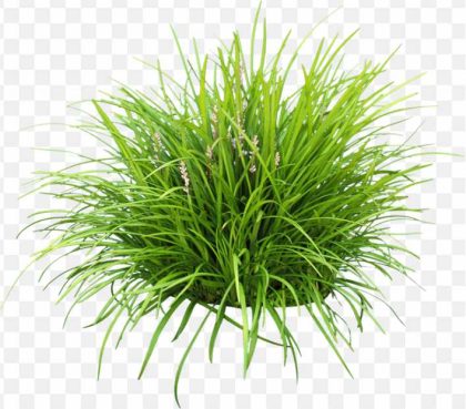 pnghit-lily-turf-groundcover-garden-liriope-spicata-grape-finish-spreading-flowers moss, greenery, plant png