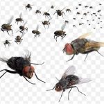 Mosquito Fly Flies Png Transparent Image PNG