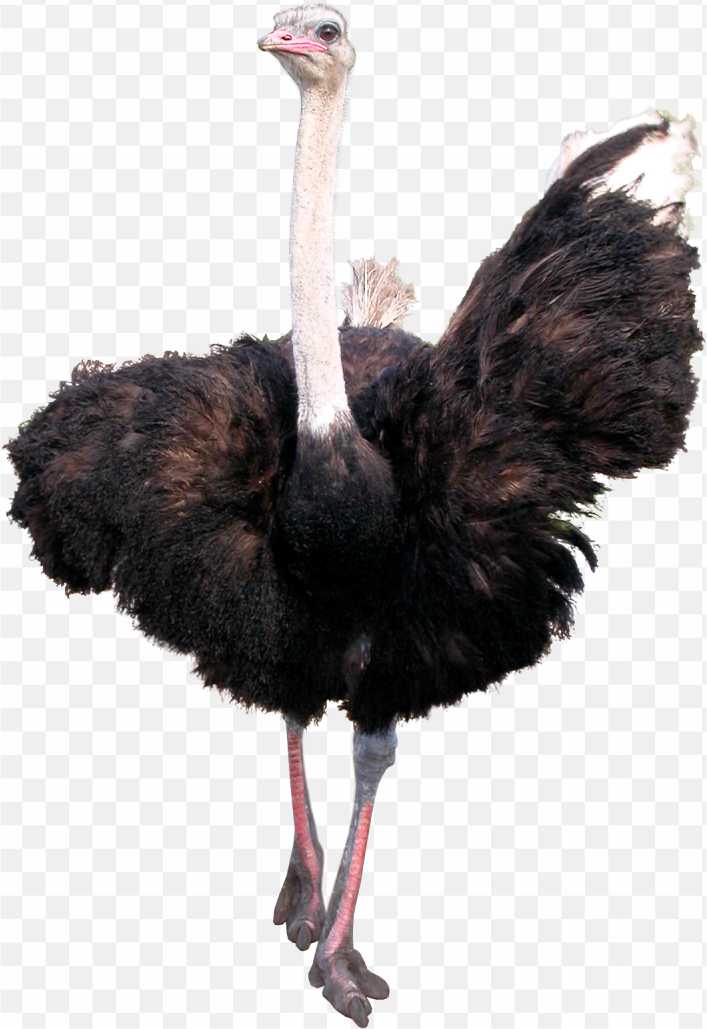 Ostrich 2 PNG