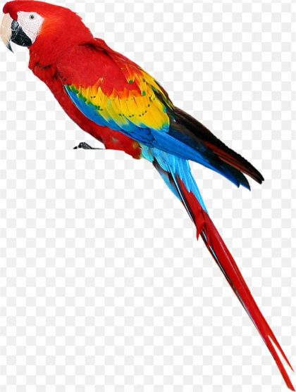 Parrot Bird Desktop Wallpaper Budgerigar PNG