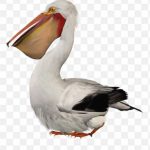 Pelican Bird PNG