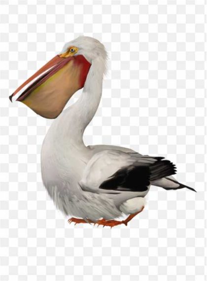 Pelican Bird PNG