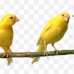 Red Factor Canary Bird Vocalization Spanish Timbra Canary PNG