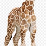 Reticulated Giraffe Calf Masai Giraffe Baby Giraff Wild Giraffe PNG