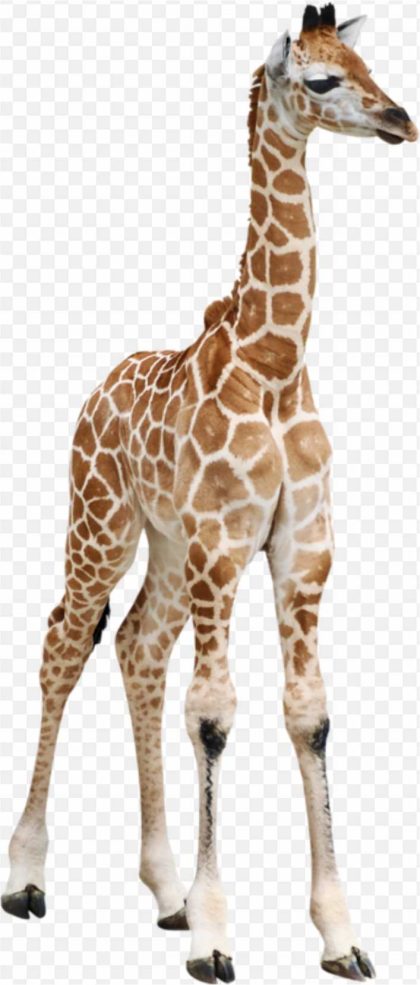 Reticulated Giraffe Calf Masai Giraffe Baby Giraff Wild Giraffe PNG