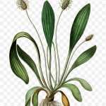 Ribwort Plantain Broadleaf Plantain Botany Heilend PNG