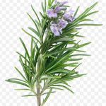 Rosemary Herb Essential Oil Plant Porchetta Plant Extracts PNG
