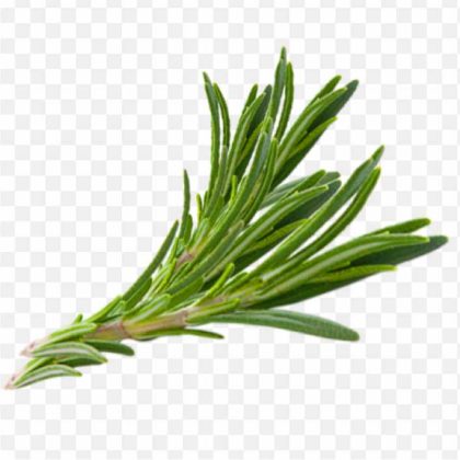 pnghit-rosemary-herb-thymes-hair-herbs