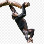 Stock Photography Common Chimpanzee Chimpanzee PNG