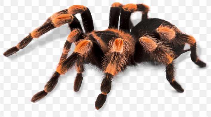 Tarantula Theraphosidae Spider PNG