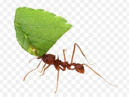 Texas Leafcutter Ant Acromyrmex Atta Cephalotes In Ants PNG